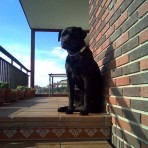 Lucas