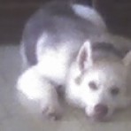 Danko