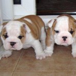 EXCLUSIVOS BULLDOG INGLES 85€  