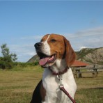 Baco