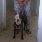 Rambo y Cuchilla