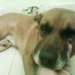 Boby