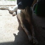 Yaco