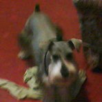 Scrapy