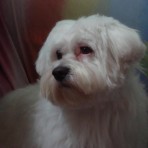 Pichu