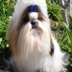 Ch.P.Junior