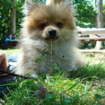 Pumy