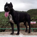 Rony