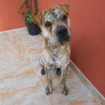 Tigre (Mestizo de Presa Canario y Shar Pei)