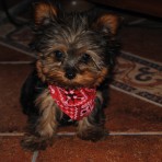 Curro