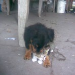 Willy