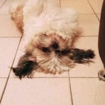 Lola
