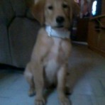 Willie 