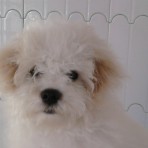 Sam