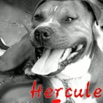 Hercules nuevas