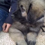 Aritz