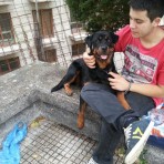 Cora (rottweiler)