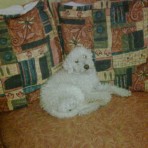 Peluchin