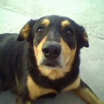 Mizi