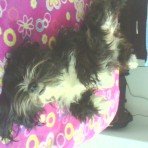 Moly