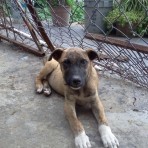 Sargento