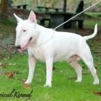 BT Classical Kennel White Bull