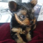 Neron