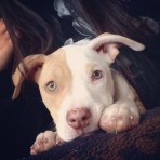 Roco 