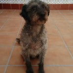 Cuqui