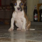 Pancho