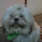 Toby