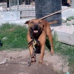Campamocha