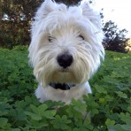 Lobo