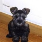 MARTIN
