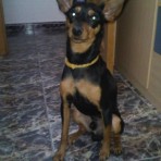 Punky