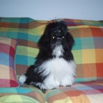 PIPPO