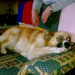 Perla