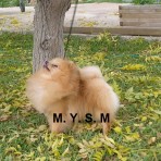 Pompón, el pomerania más molón.