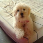 Josefina