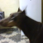 Rambitooo