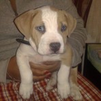 Tayson