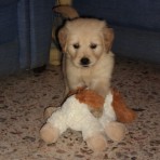 Terry
