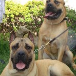 Tazarte (PRESA CANARIO)