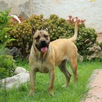 Drago (presa canario)