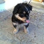 Laika
