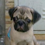 Budy