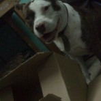 Canelo
