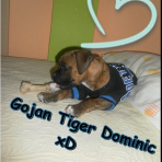 Gojan Tiger Dominic
