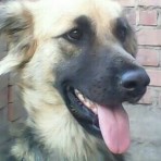 Coqueta