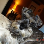 Coki